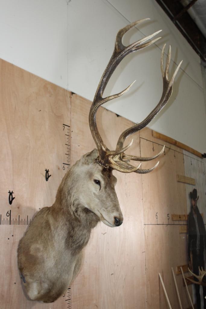 11-Point RED STAG Wall Pedestal Mount with a Tall Rack - 3