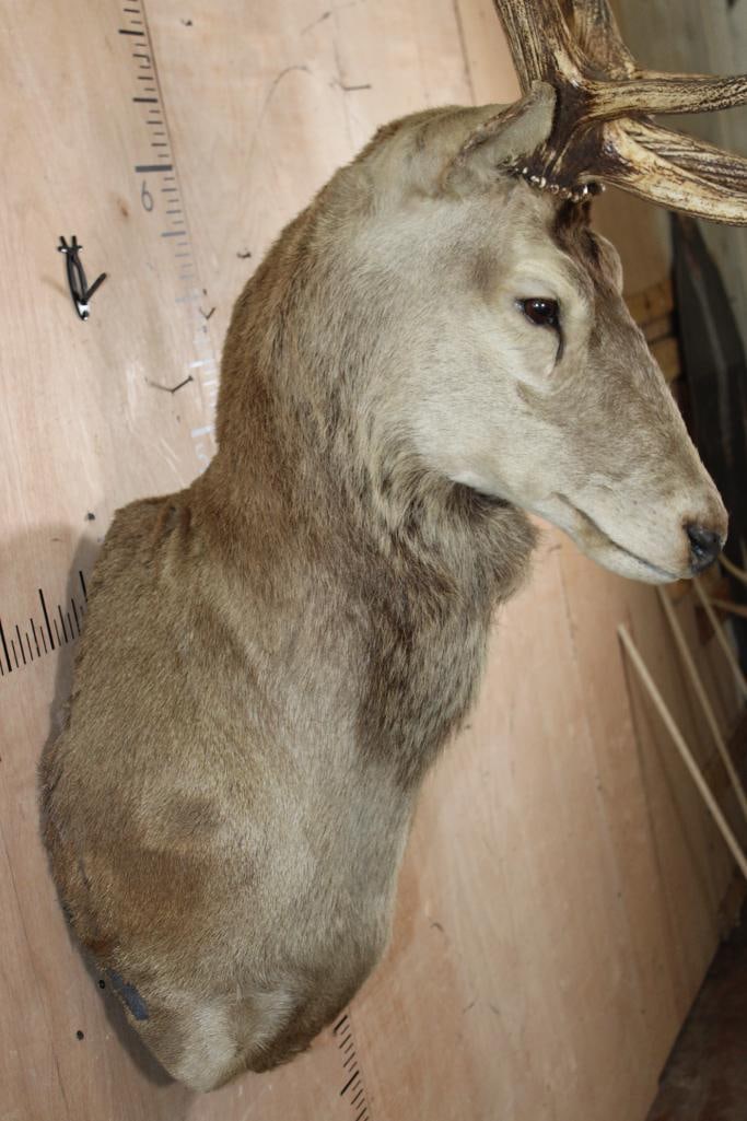 11-Point RED STAG Wall Pedestal Mount with a Tall Rack - 4