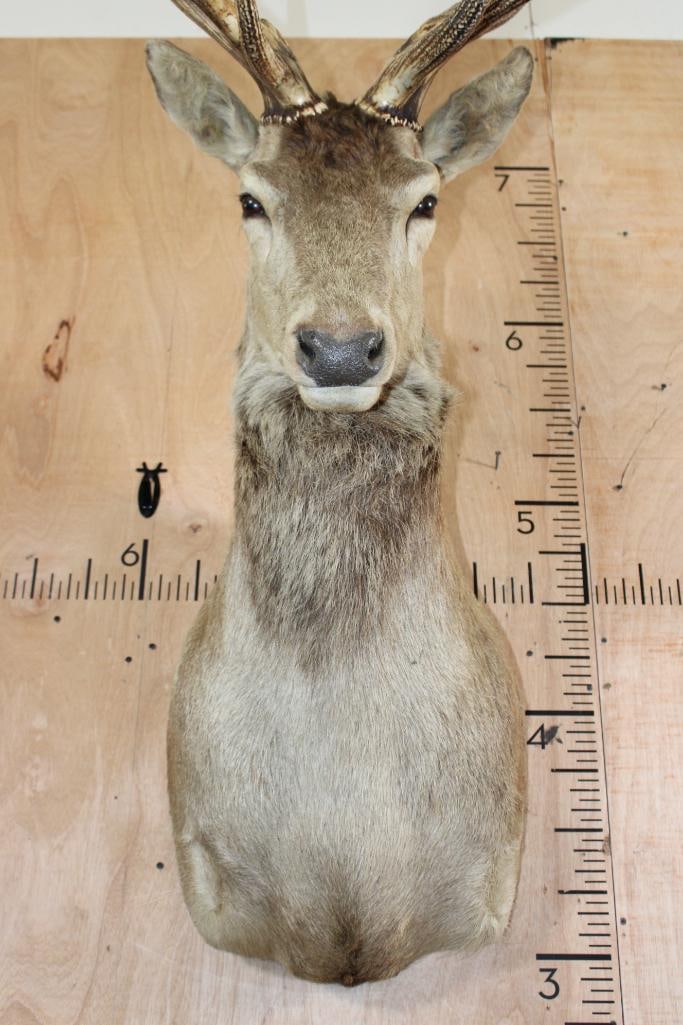 11-Point RED STAG Wall Pedestal Mount with a Tall Rack - 5