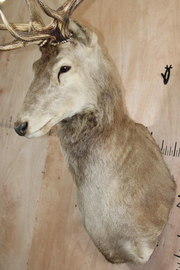 11-Point RED STAG Wall Pedestal Mount with a Tall Rack - 6