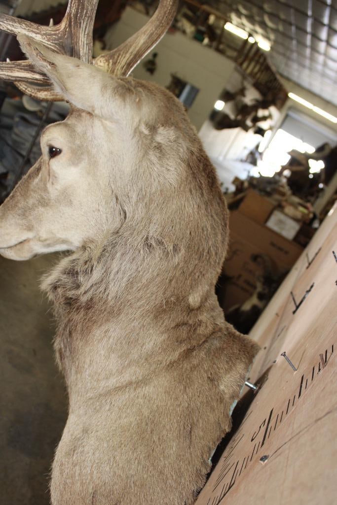 11-Point RED STAG Wall Pedestal Mount with a Tall Rack - 7