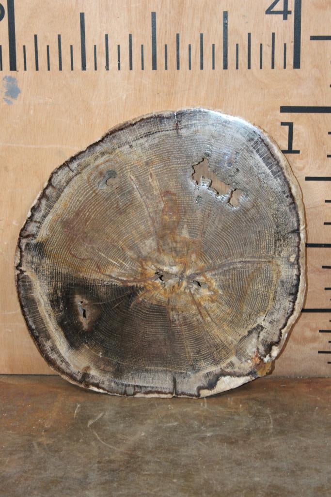 Polished PETRIFIED WOOD Slice Specimen: Gorgeous Polished PETRIFIED WOOD Slice Specimen. It measures 14" Long x 12.25" Wide x 1/2" Thick and the Total Weight is 6.7 lbs. Petrified Wood is formed when trees are buried under sediment and the