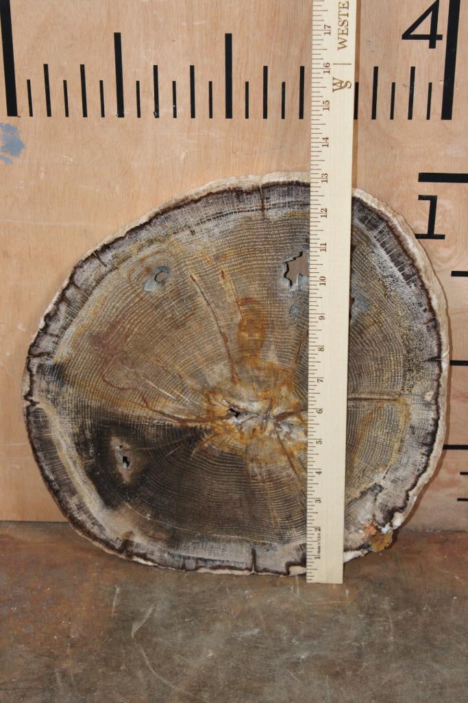 Polished PETRIFIED WOOD Slice Specimen - 3