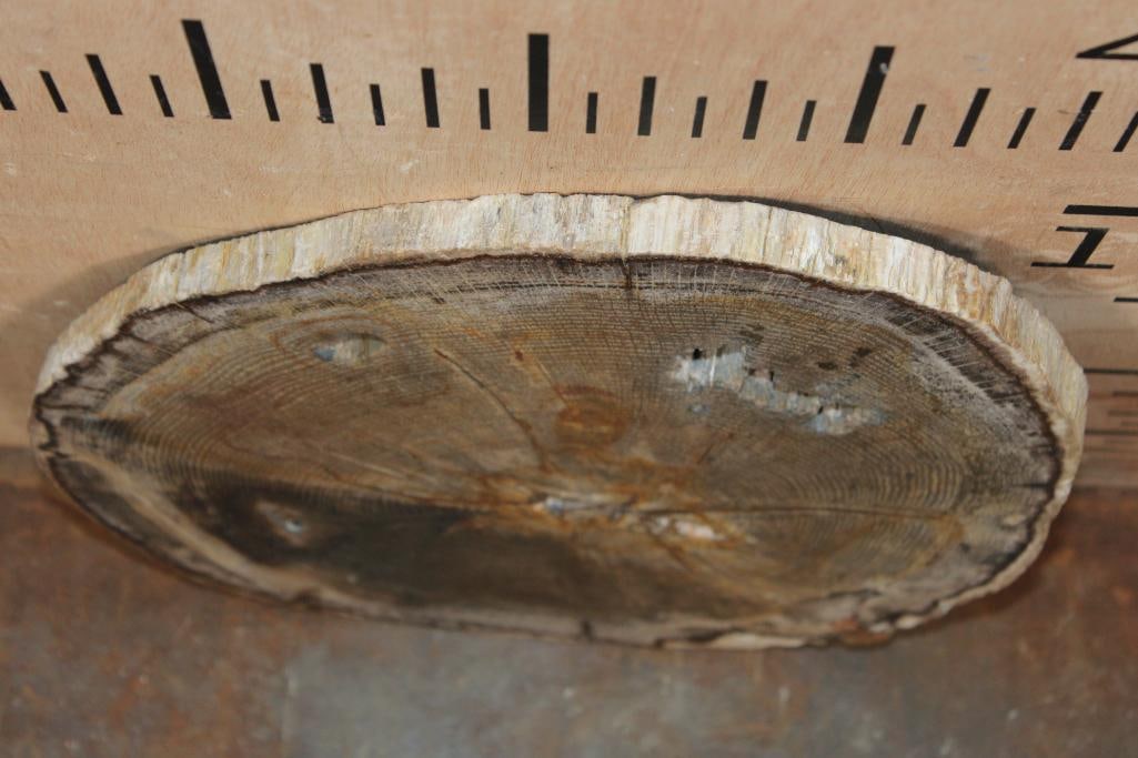 Polished PETRIFIED WOOD Slice Specimen - 4