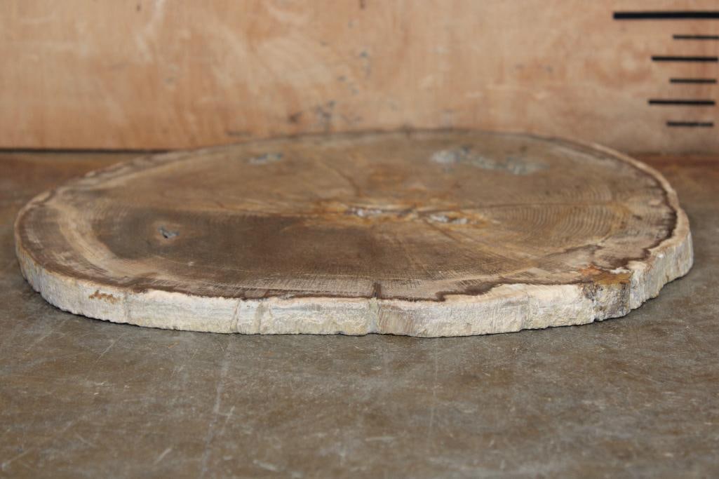Polished PETRIFIED WOOD Slice Specimen - 5