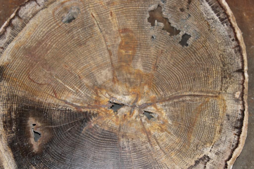 Polished PETRIFIED WOOD Slice Specimen - 6