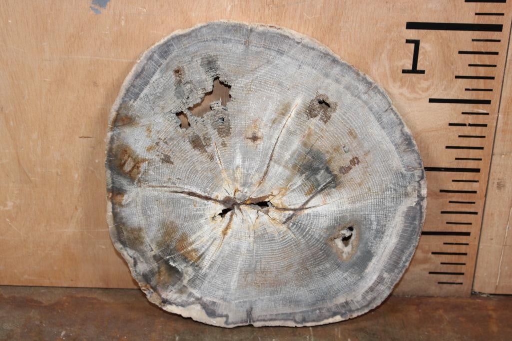Polished PETRIFIED WOOD Slice Specimen - 7