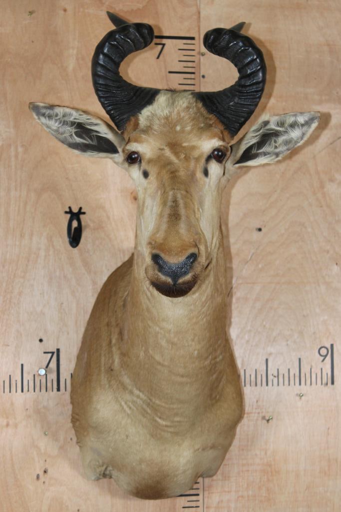 LICHTENSTEIN'S HARTEBEEST Shoulder Mount: Nice and Clean LICHTENSTEIN'S HARTEBEEST Shoulder Mount. It is in Good Condition. TAXIDERMY 