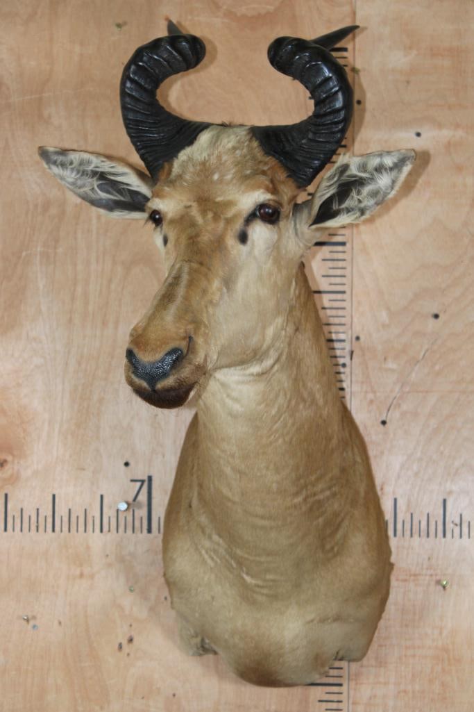 LICHTENSTEIN'S HARTEBEEST Shoulder Mount - 2