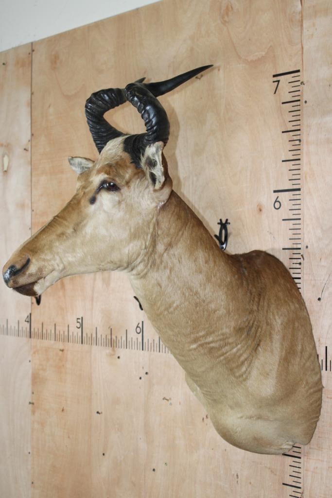 LICHTENSTEIN'S HARTEBEEST Shoulder Mount - 3