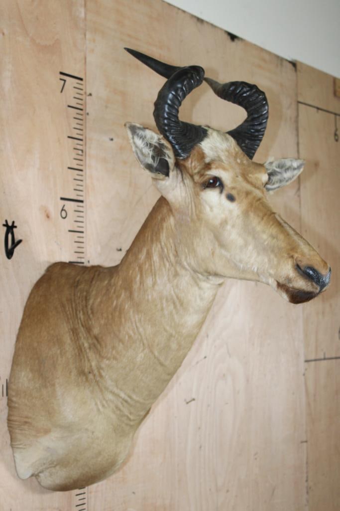 LICHTENSTEIN'S HARTEBEEST Shoulder Mount - 4