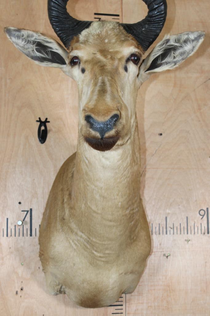 LICHTENSTEIN'S HARTEBEEST Shoulder Mount - 5