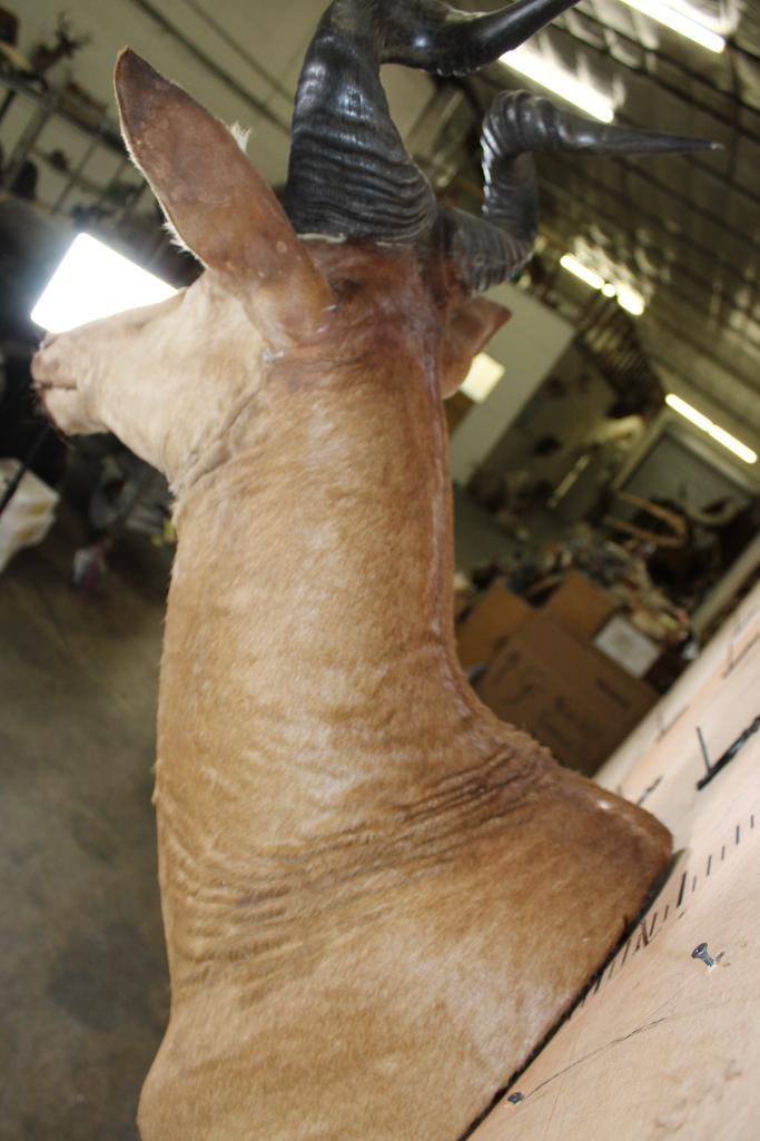 LICHTENSTEIN'S HARTEBEEST Shoulder Mount - 6