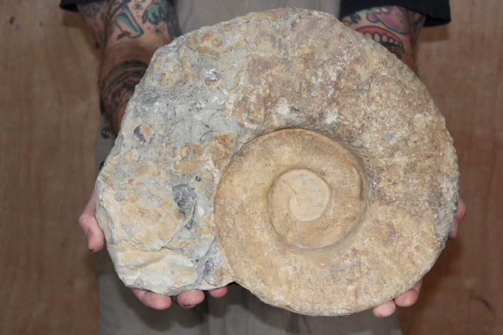 XXL AMMONITE Fossil Specimen from Morocco, Weight: 28 lbs: XXL AMMONITE Fossil Specimen from Morocco. It measures 14" Long x 12" Tall x 4" Thick and the Total Weight is 28 lbs 8 oz. This is a large, well-preserved specimen from the Cretaceous and Devonia