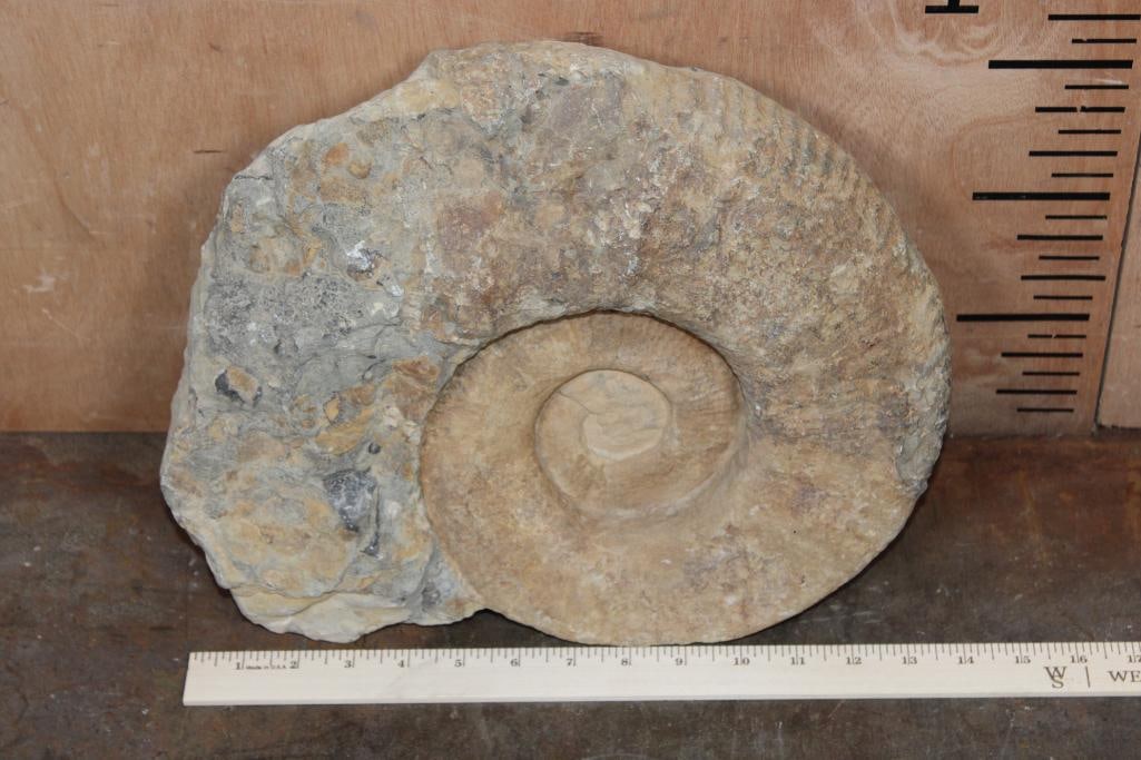 XXL AMMONITE Fossil Specimen from Morocco, Weight: 28 lbs - 2