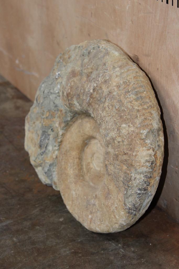 XXL AMMONITE Fossil Specimen from Morocco, Weight: 28 lbs - 3