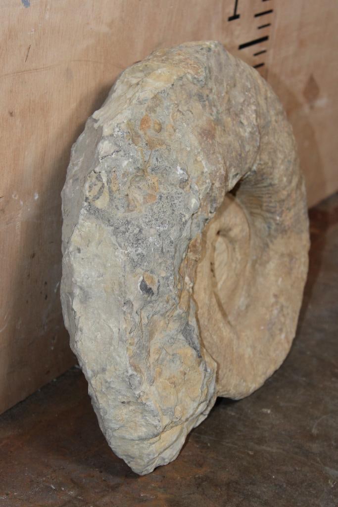 XXL AMMONITE Fossil Specimen from Morocco, Weight: 28 lbs - 4