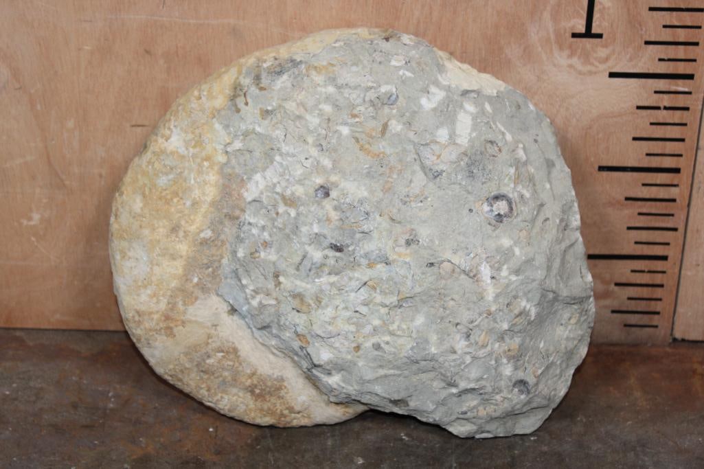 XXL AMMONITE Fossil Specimen from Morocco, Weight: 28 lbs - 5