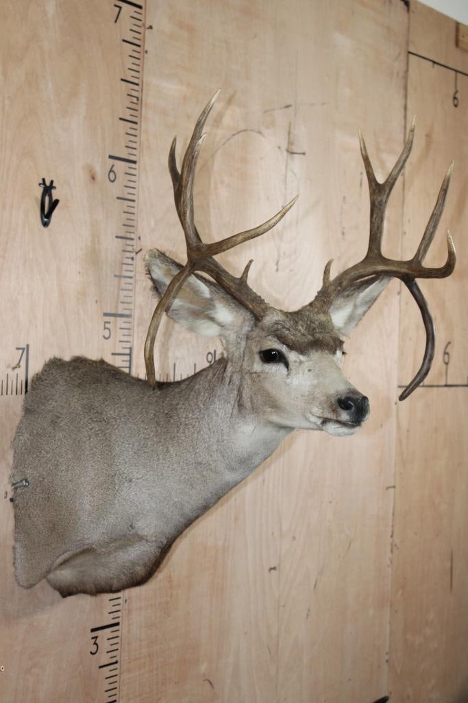 MULE DEER Shoulder Mount with Double Drop-tines - 5