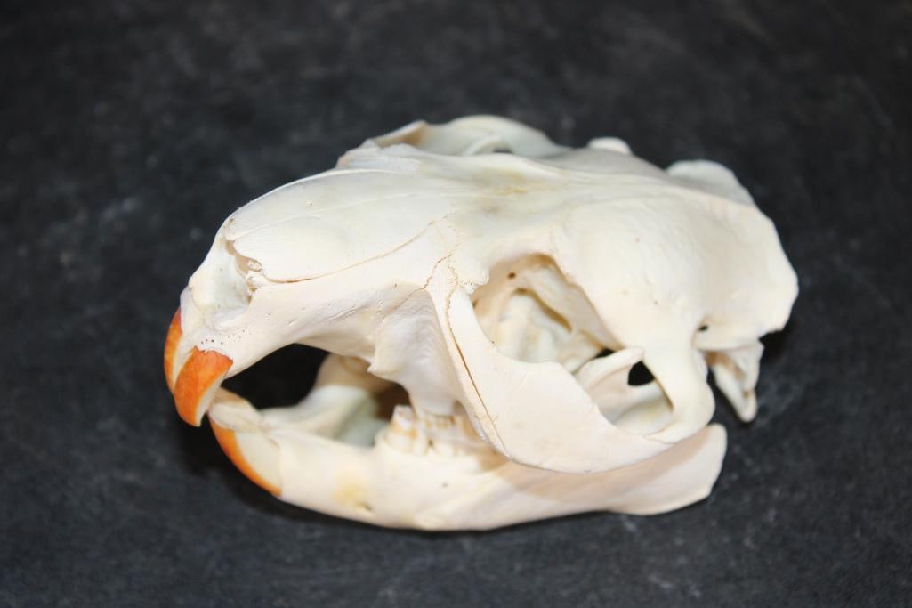 BEAVER Skull with All its Teeth: Very Nice BEAVER Skull with All its Teeth. It measures 4.75" Long x 3.5" Wide and Weighs 10 oz. TAXIDERMY SKULLS 