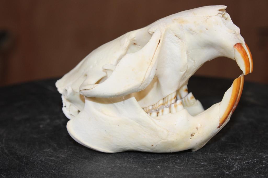 BEAVER Skull with All its Teeth - 4