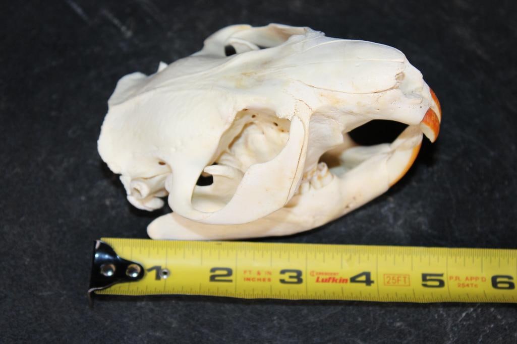 BEAVER Skull with All its Teeth - 8