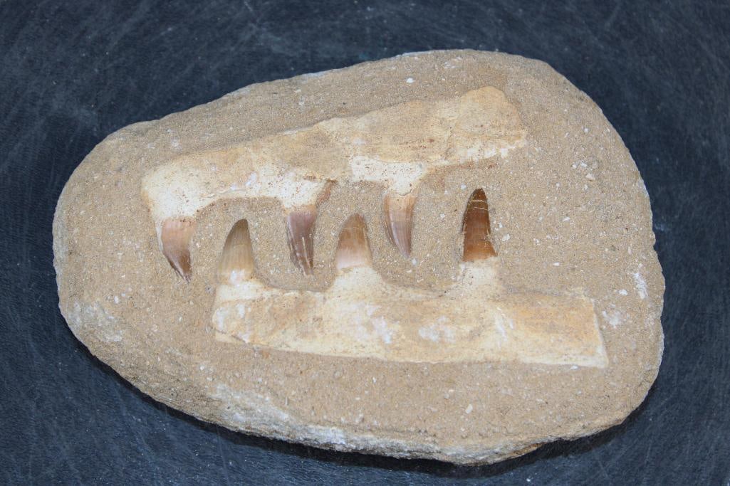 5 Fossilized MOSASAUR Teeth in a Matrix Display: 5 Fossilized MOSASAUR Teeth in a Matrix Display. The specimen measures 6.25" Long x 5" Wide x 1.5" Thick and the Total Weight is 1.65 lbs. Mosasaurs lived during the Late Cretaceous Period, from