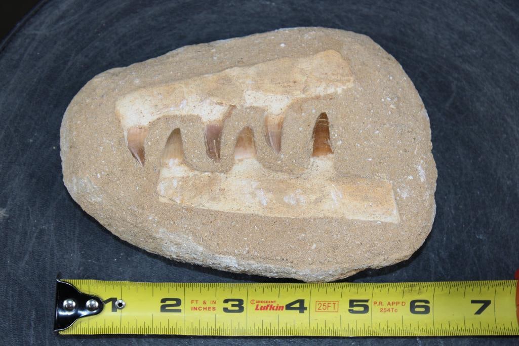 5 Fossilized MOSASAUR Teeth in a Matrix Display - 2