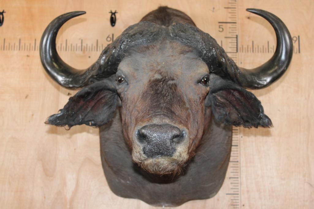CAPE BUFFALO Shoulder Mount: Nice, Clean, and Newer CAPE BUFFALO Shoulder Mount. It has 14" Bosses and a 36.25" Spread. It is in Good Condition. TAXIDERMY 