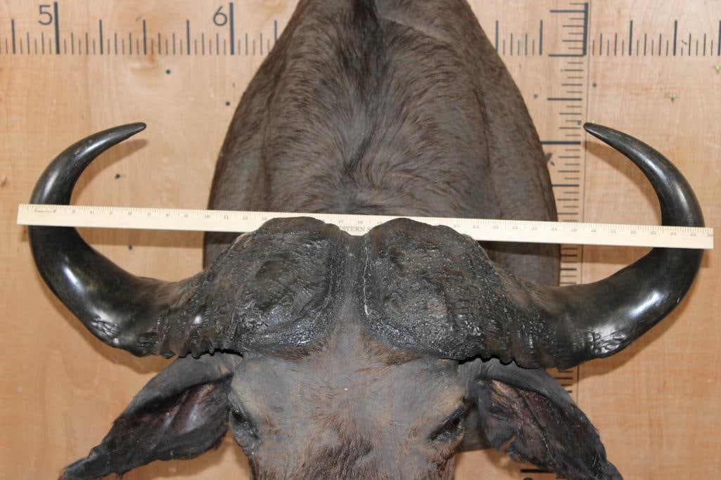 CAPE BUFFALO Shoulder Mount - 2