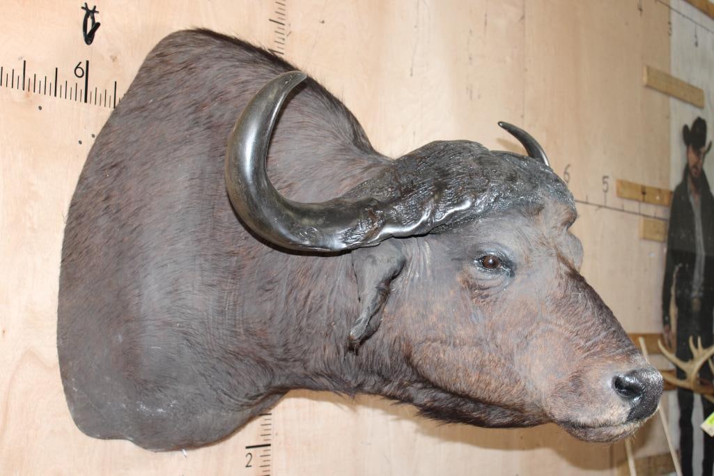 CAPE BUFFALO Shoulder Mount - 3