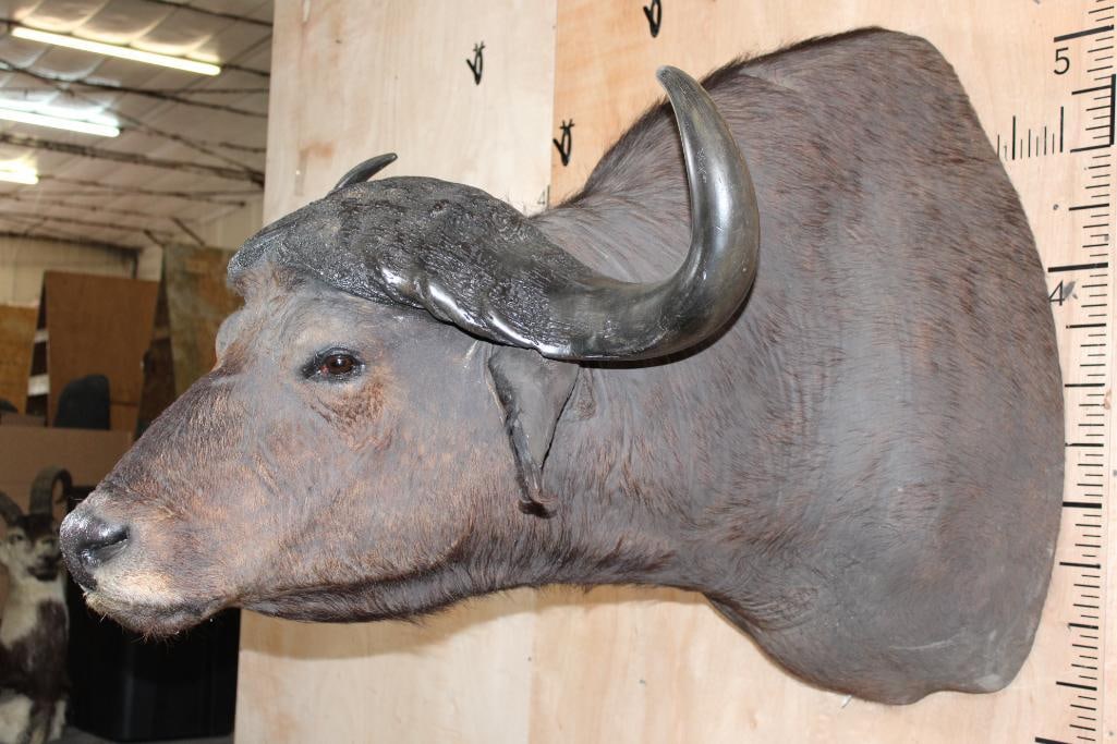 CAPE BUFFALO Shoulder Mount - 4