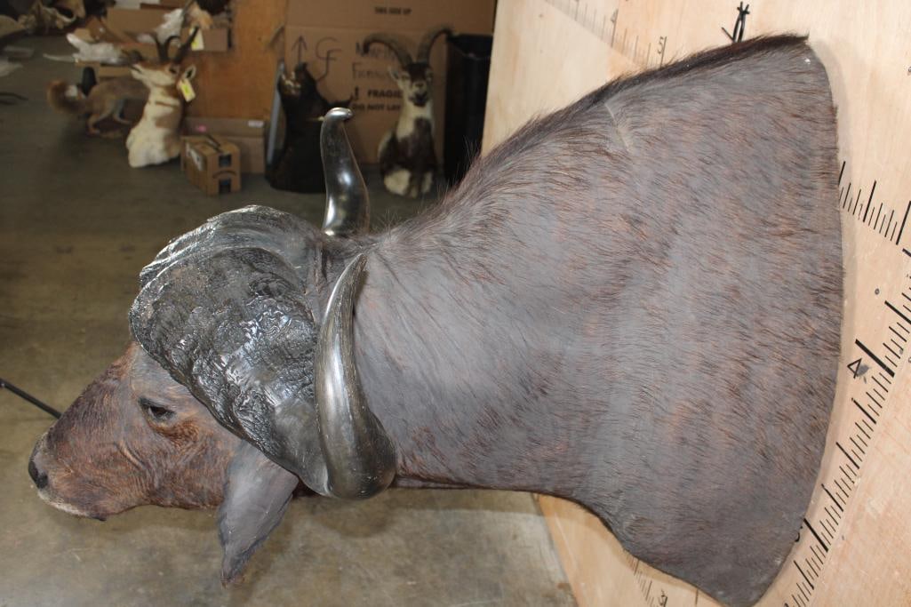 CAPE BUFFALO Shoulder Mount - 5