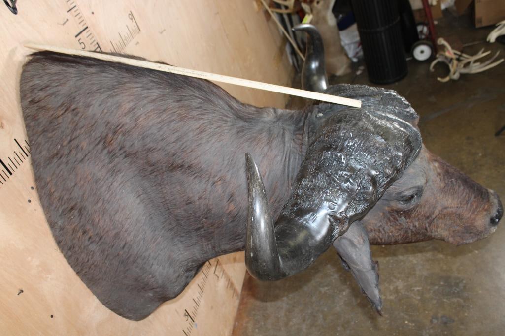 CAPE BUFFALO Shoulder Mount - 6