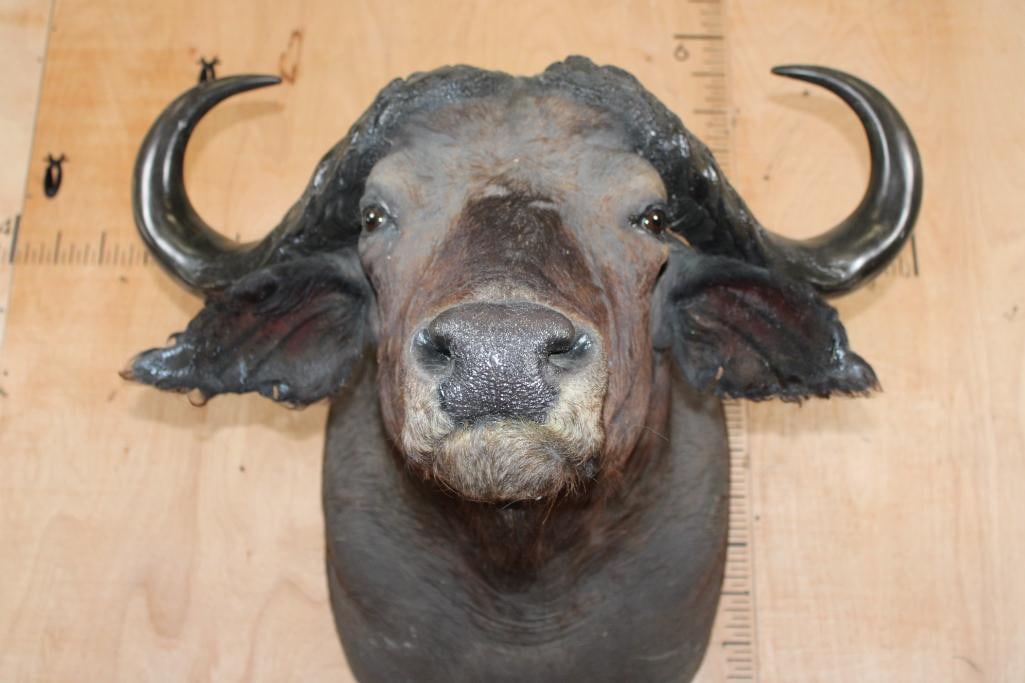 CAPE BUFFALO Shoulder Mount - 7