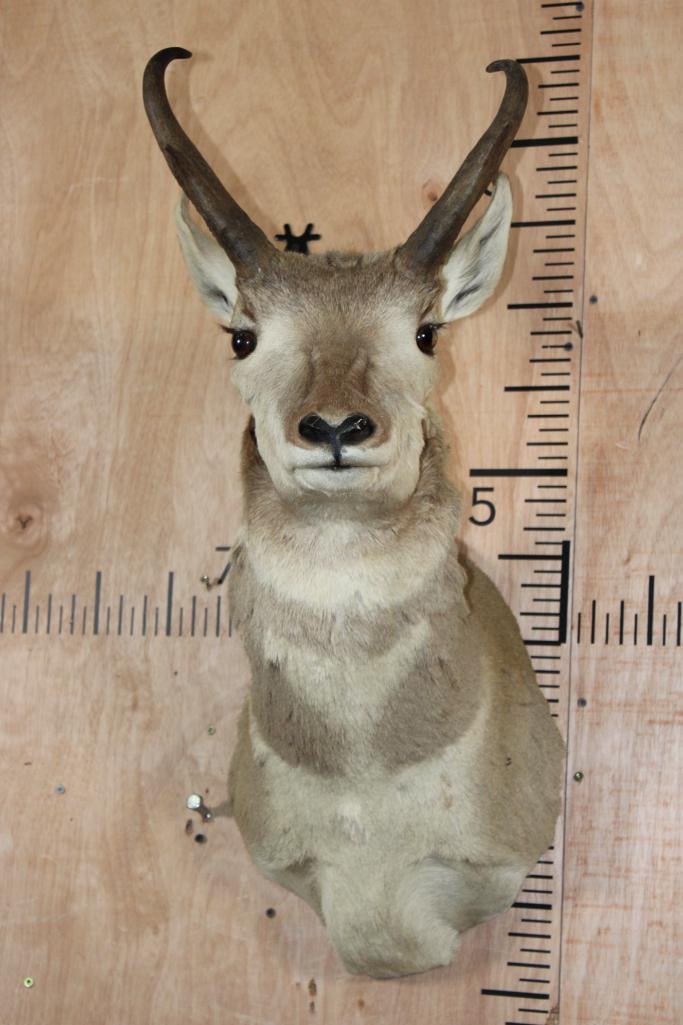 PRONGHORN Shoulder Mount: PRONGHORN Shoulder Mount. This is an older mount in Good Condition. It will need to be dusted. TAXIDERMY 