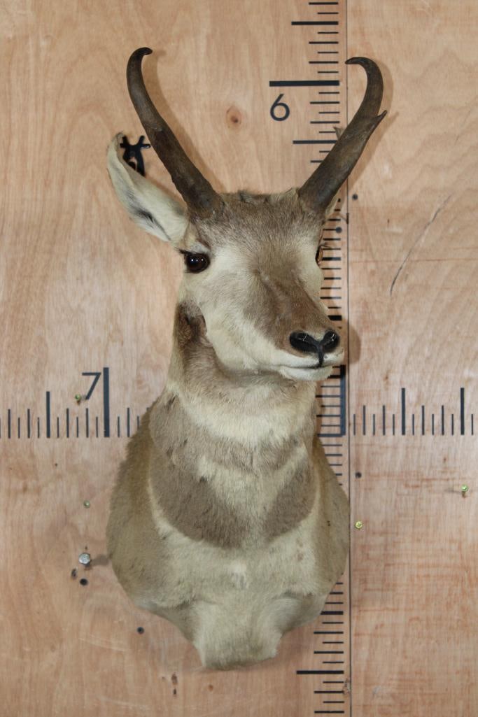 PRONGHORN Shoulder Mount - 2