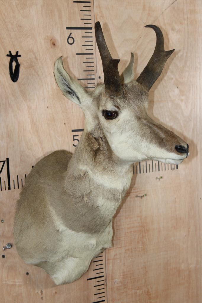 PRONGHORN Shoulder Mount - 3