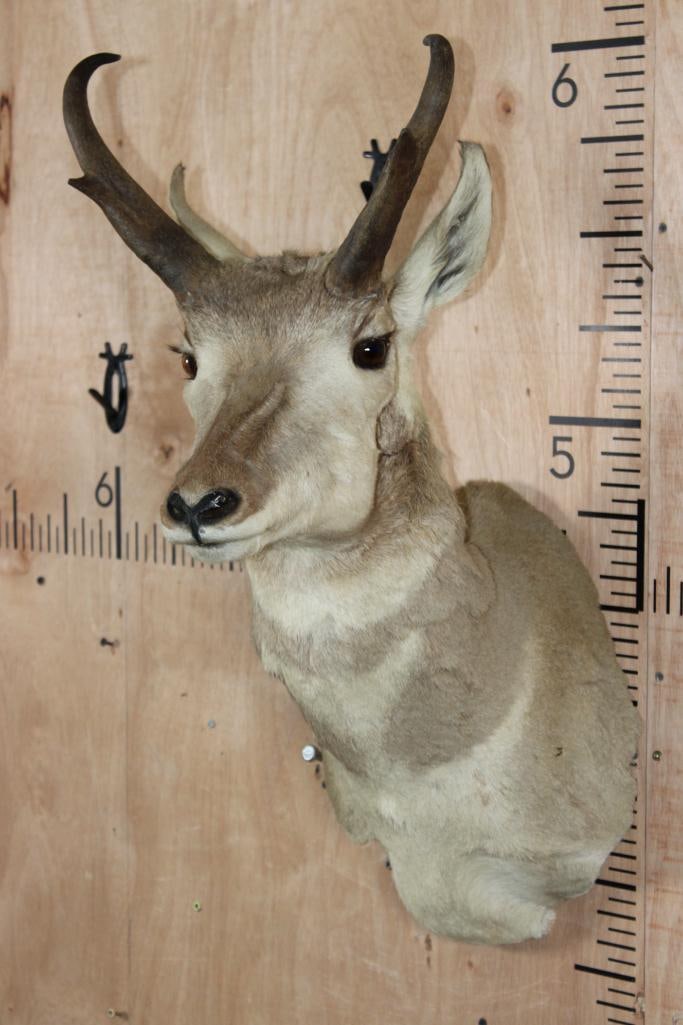 PRONGHORN Shoulder Mount - 4