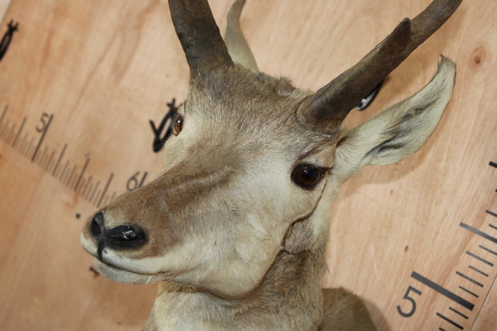 PRONGHORN Shoulder Mount - 5