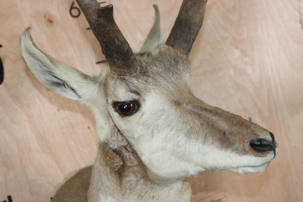 PRONGHORN Shoulder Mount - 6