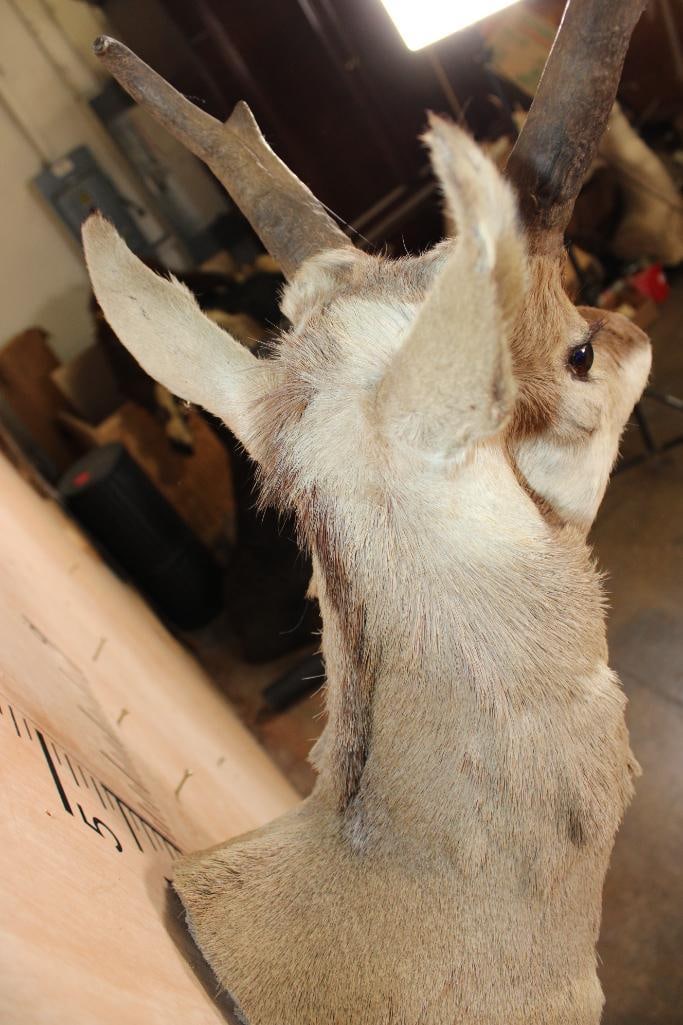 PRONGHORN Shoulder Mount - 7