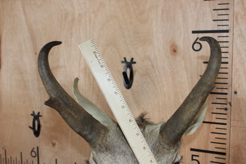 PRONGHORN Shoulder Mount - 8