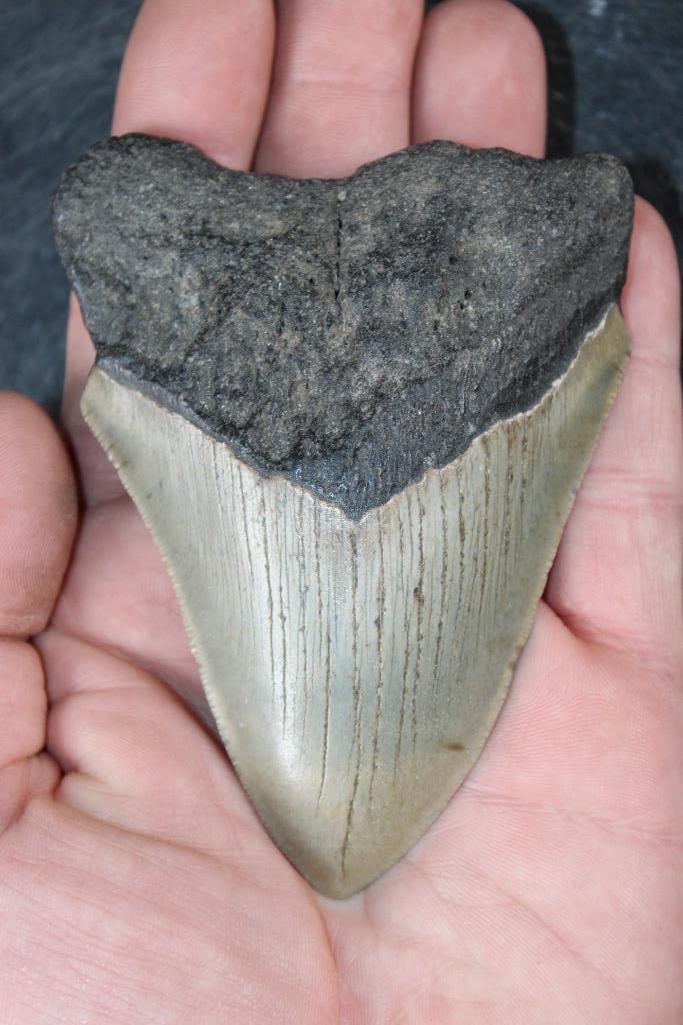 XL MEGALODON SHARK Tooth Fossil: XL MEGALODON SHARK Tooth Fossil. It measures 4 3/8" from the Top Corner to the Tip and the Total Weight is 6 oz. MEGALODON SHARK TEETH 