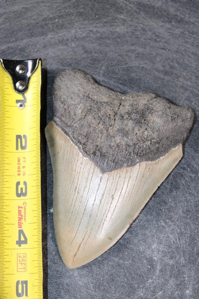 XL MEGALODON SHARK Tooth Fossil - 2