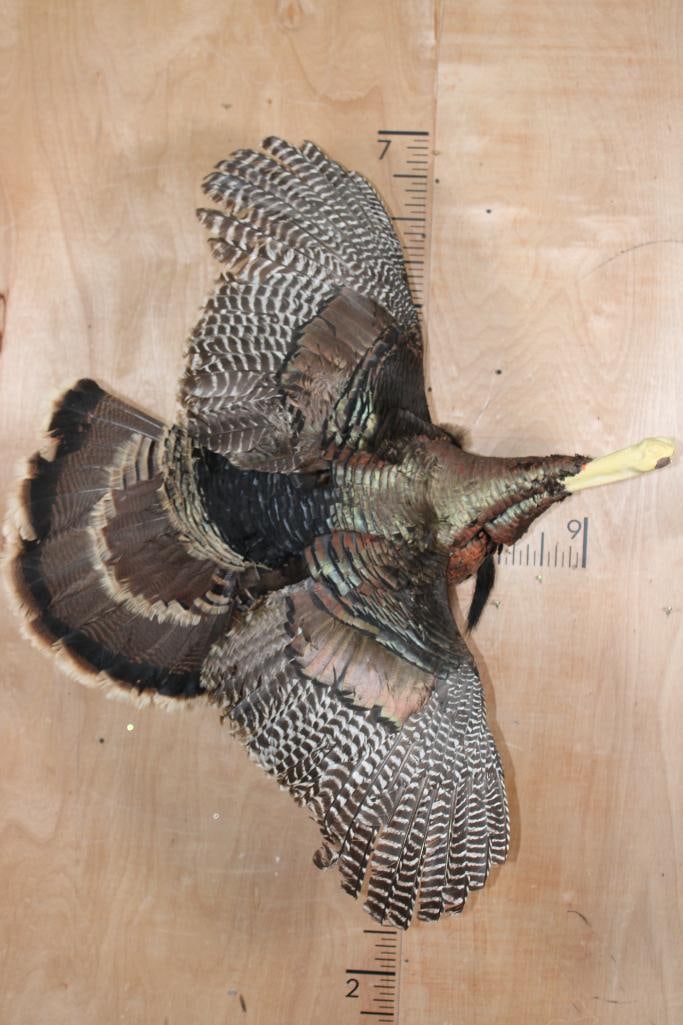 Life-sized Flying TURKEY on a Driftwood Wall Hanger: Life-sized Flying TURKEY on a Driftwood Wall Hanger. It just needs a new head! TAXIDERMY 