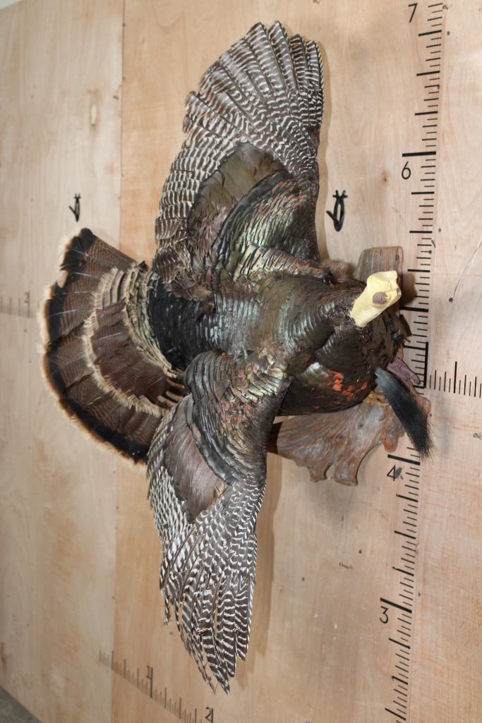Life-sized Flying TURKEY on a Driftwood Wall Hanger - 2