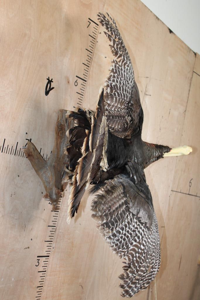 Life-sized Flying TURKEY on a Driftwood Wall Hanger - 3
