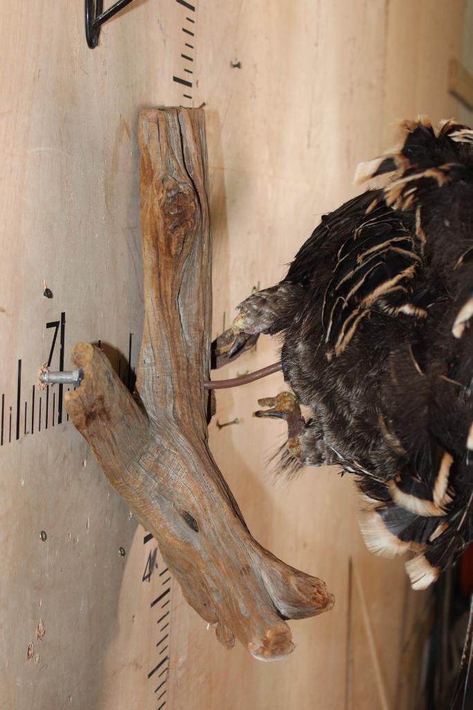 Life-sized Flying TURKEY on a Driftwood Wall Hanger - 4