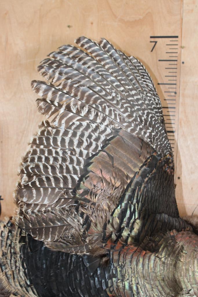 Life-sized Flying TURKEY on a Driftwood Wall Hanger - 5